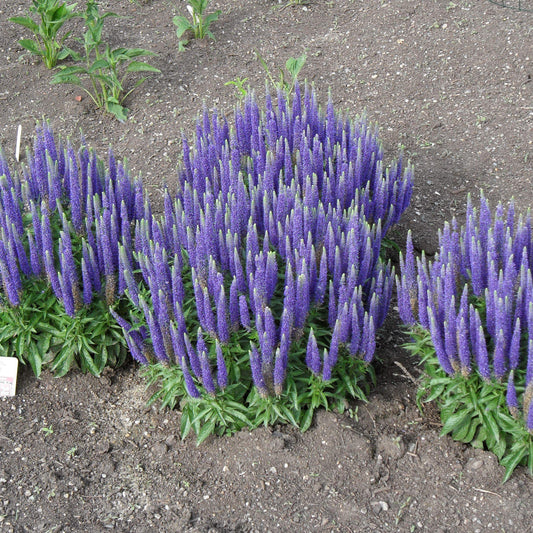 Veronica spicata 'Glory'  - Royal Candles Speedwell