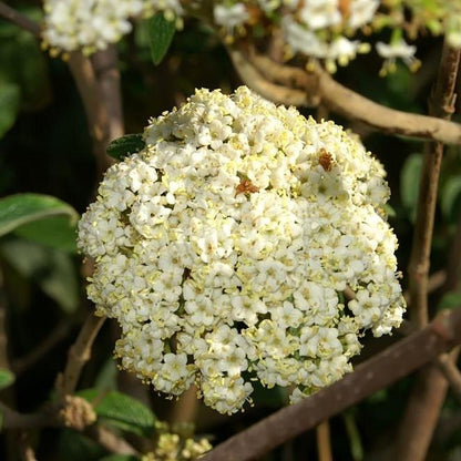 Viburnum × rhytidophylloides 'Alleghany'  - Alleghany Viburnum
