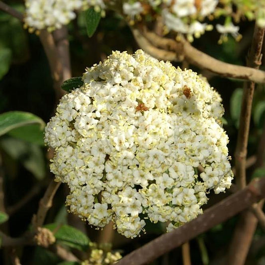 Viburnum × rhytidophylloides 'Alleghany'  - Alleghany Viburnum