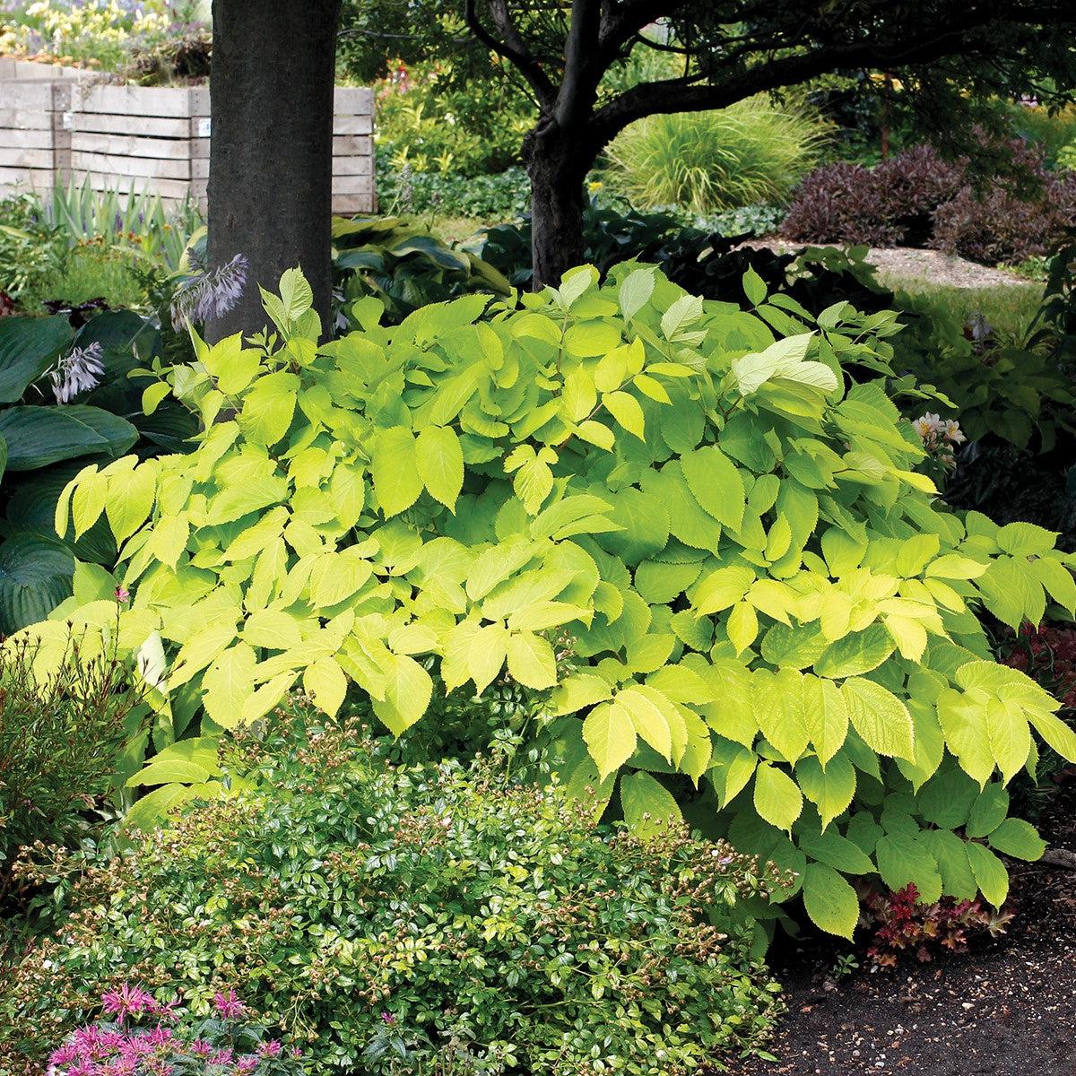 Aralia cordata 'Sun King'  - Sun King Golden Japanese Spikenard