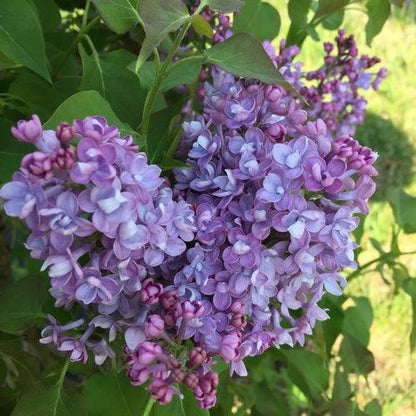 Syringa x hyacinthiflora 'SMNSHBBL'  - Scentara® Double Blue Lilac