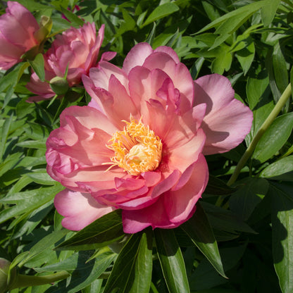 Paeonia 'Julia Rose'  - Julia Rose Itoh Peony