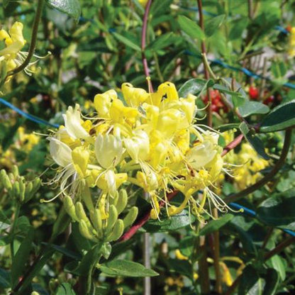 Lonicera periclymenum 'Scentsation'  - Scentsation Honeysuckle