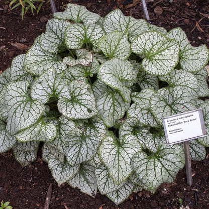 Brunnera macrophylla 'Jack Frost'  - Jack Frost Siberian Bugloss