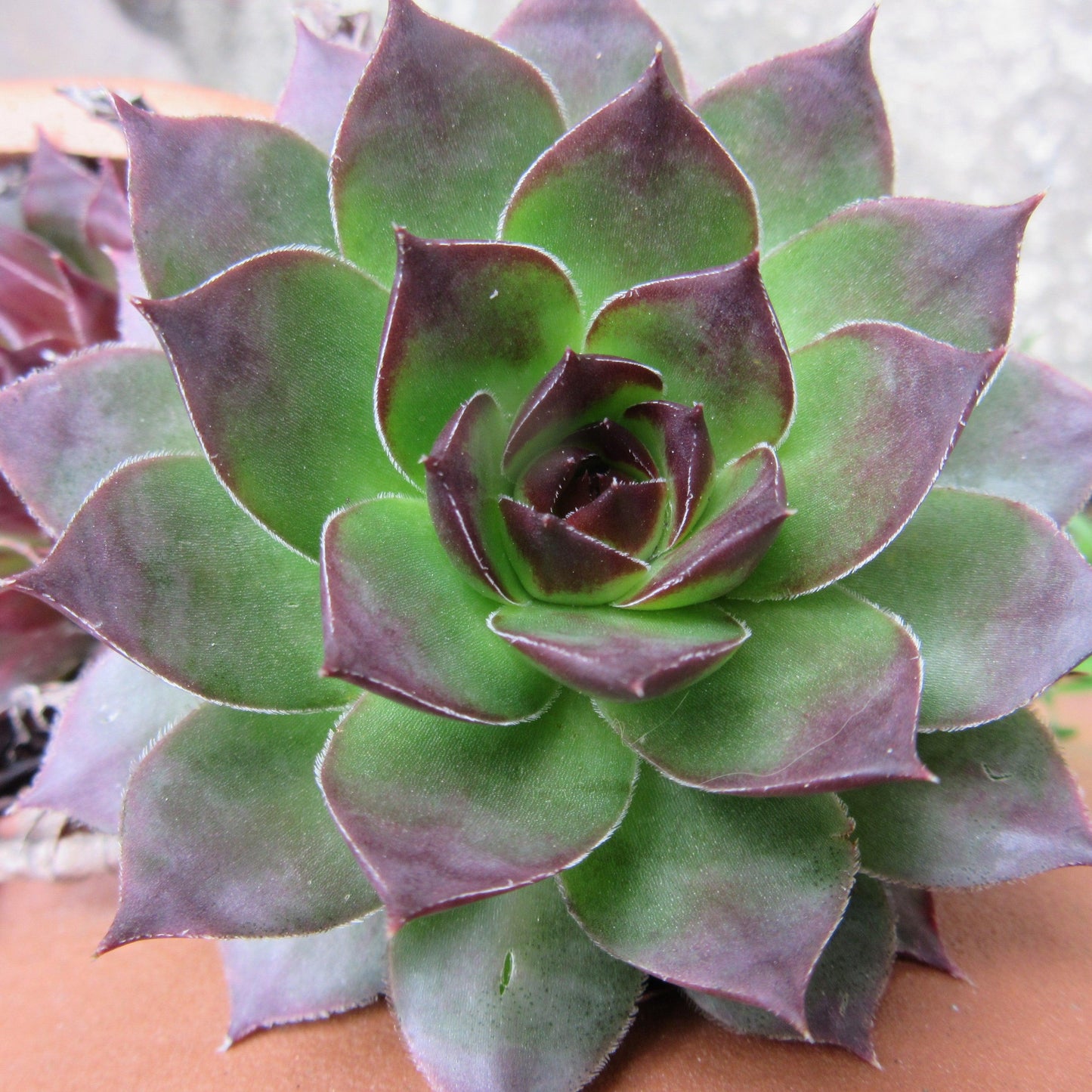 Sempervivum 'Black'  - Black Echeveria, Hens and Chicks