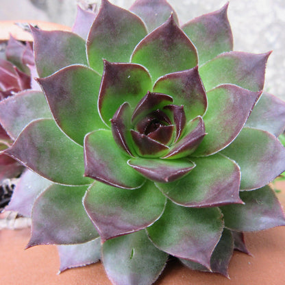 Sempervivum 'Black'  - Black Echeveria, Hens and Chicks