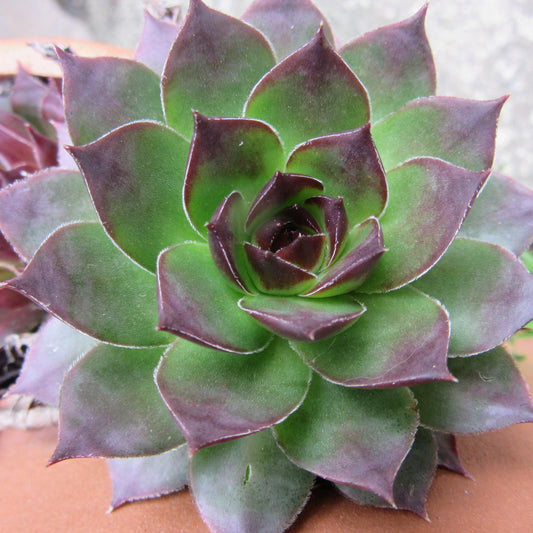 Sempervivum 'Black'  - Black Echeveria, Hens and Chicks