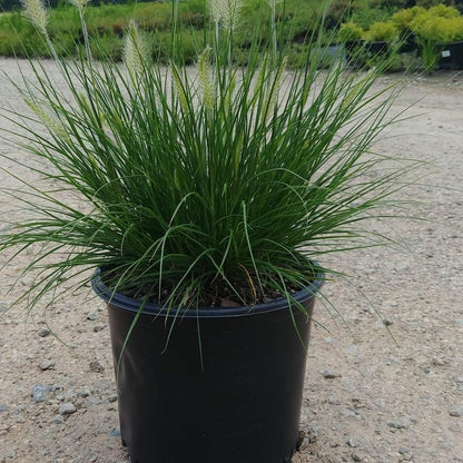 Pennisetum alopecuroides 'Hameln  - Hameln Fountain Grass