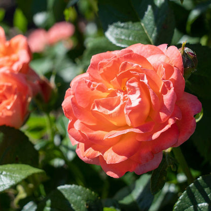 Rosa 'Radslam' PP 35,826  - Orange Glow™ Knock Out® Rose