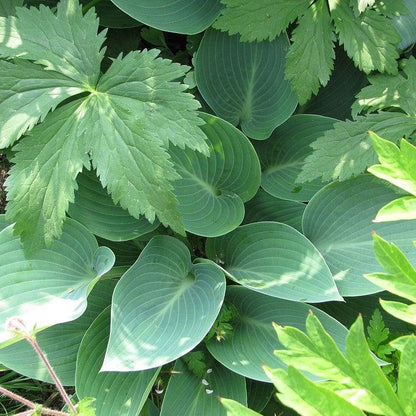Hosta 'Halcyon'  - Halcyon Hosta