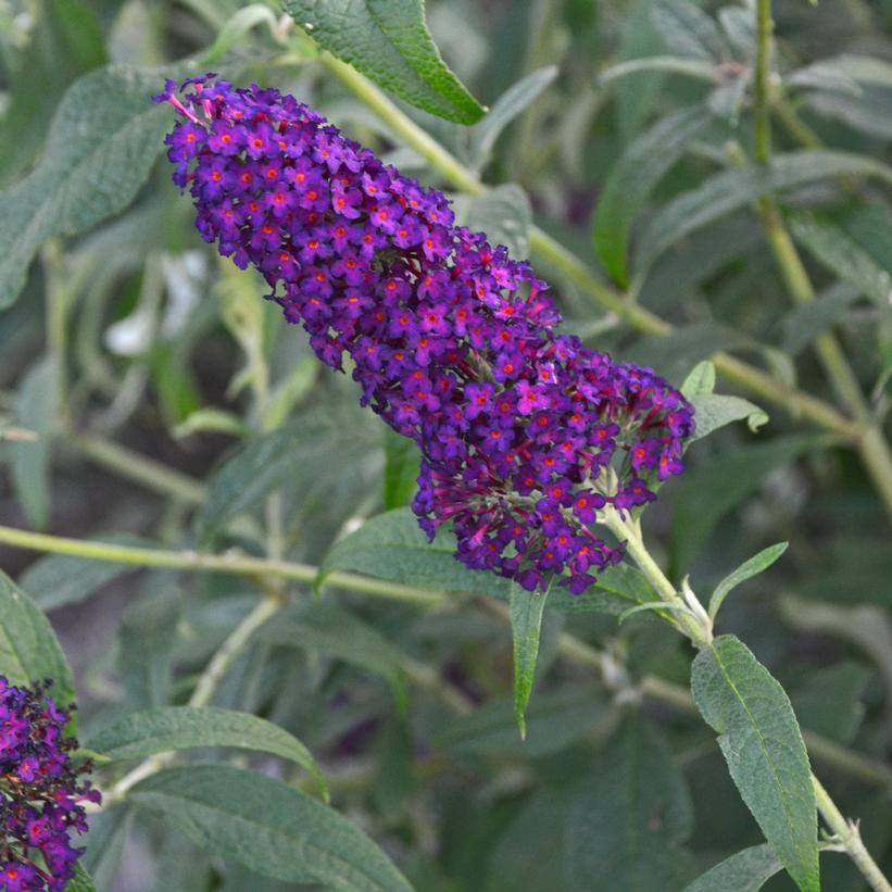 Buddleia 'Dark Dynasty' PP27,834  - MONARCH® Dark Dynasty Butterfly Bush