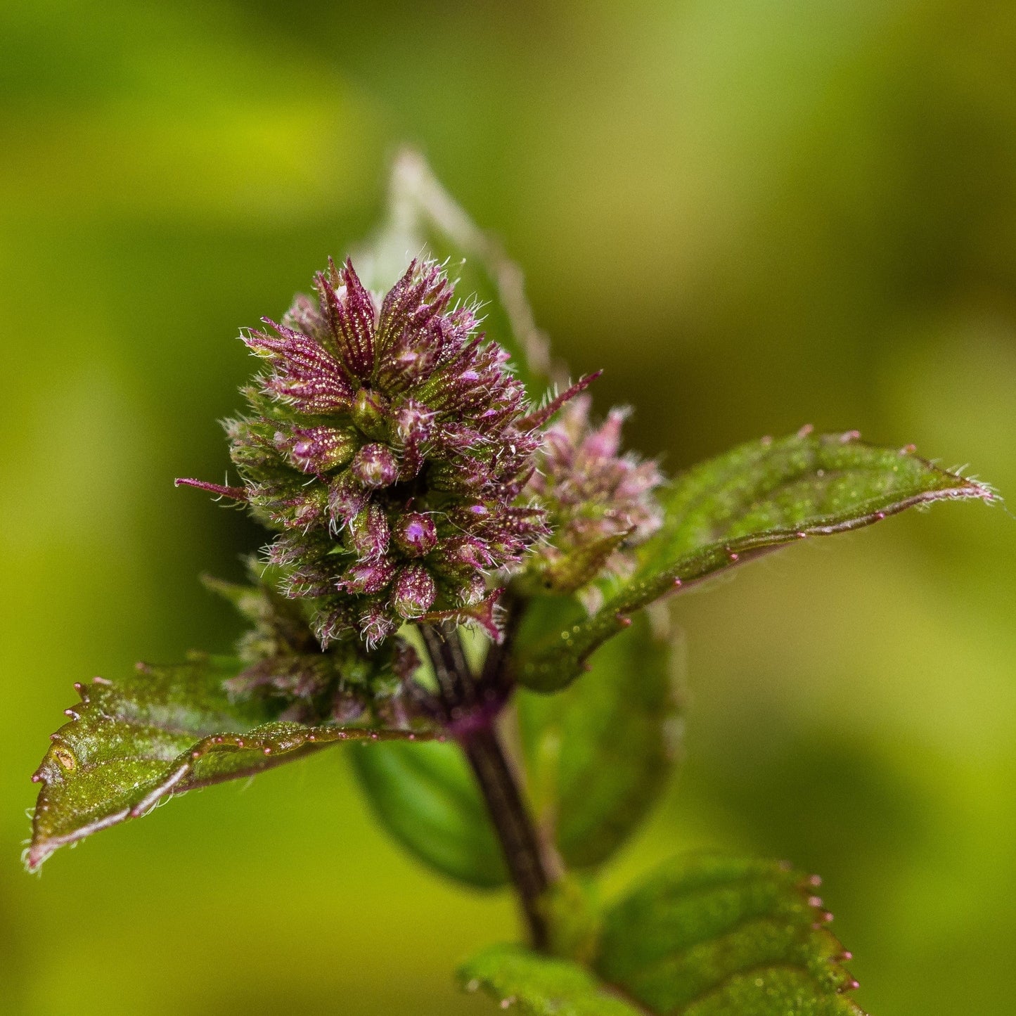Mentha x piperita 'Chocolate'  - Chocolate Mint