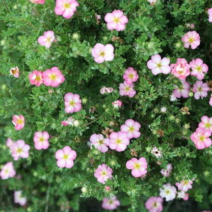Potentilla fruticosa 'SMNPPS'  - PW® Happy Face Hearts® Potentilla