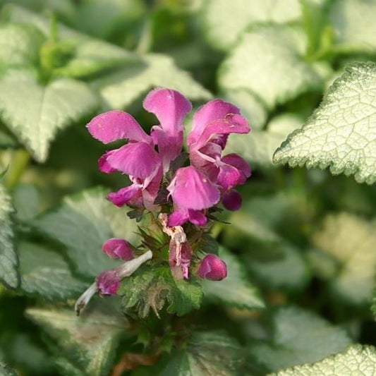 Lamium maculatum 'Purple Dragon'  - Purple Dragon Deadnettle