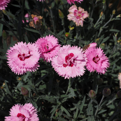 Dianthus x 'KLEDG10117'  - EverLast™ Lavender+Eye Dianthus