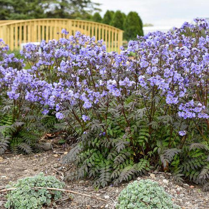 Polemonium 'Heaven Scent'  - PW® Heaven Scent Jacob's Ladder
