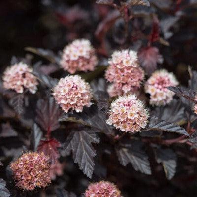 Physocarpus opulifolius 'UMNHarpell' PP30,792  - First Editions® Fireside® Ninebark