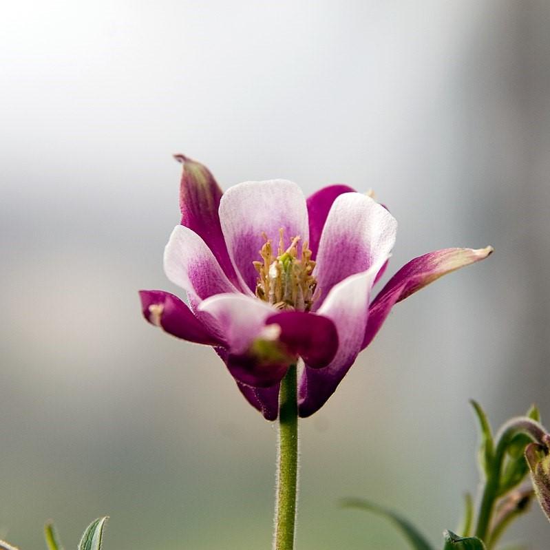 Aquilegia 'Biedermeier'  - Beidermeier Columbine