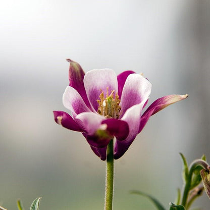Aquilegia 'Biedermeier'  - Beidermeier Columbine