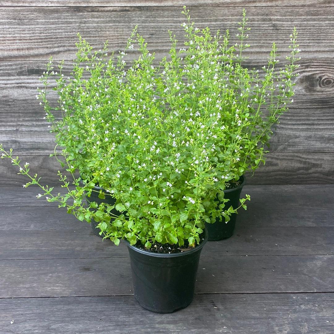 Calamintha nepeta spp. nepeta  - Lesser Calamint
