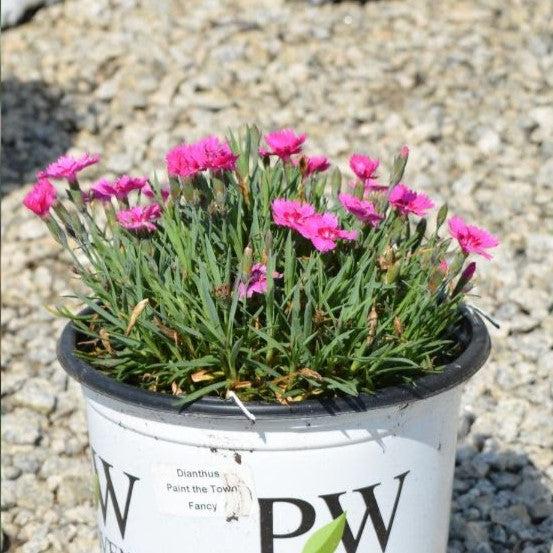 Dianthus 'Paint the Town Fancy'  - Paint the Town Fancy Dianthus