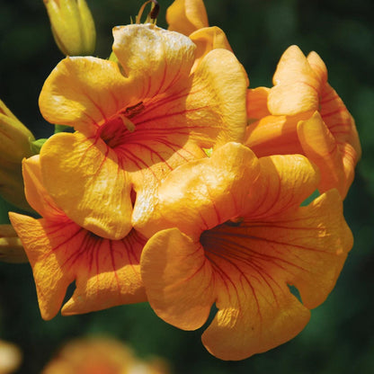 Campsis x tagliabuana 'Takarazuka Yellow' PP 23,918  - Summer Jazz™ Sunrise Gold Campsis