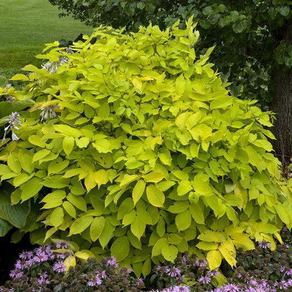 Aralia cordata 'Sun King'  - Sun King Golden Japanese Spikenard