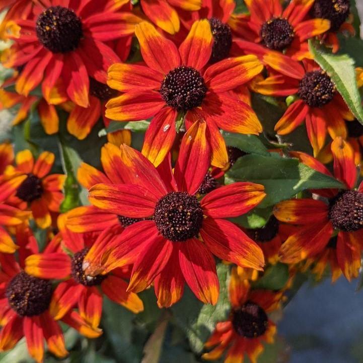 Rudbeckia triloba 'Prairie Glow'  - Prairie Glow Coneflower