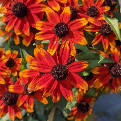 Rudbeckia triloba 'Prairie Glow'  - Prairie Glow Coneflower