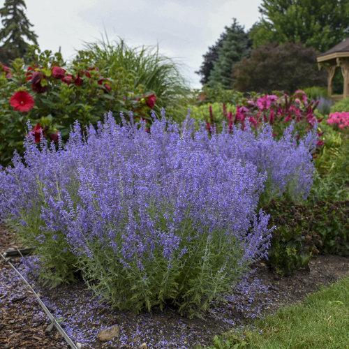 Perovskia atriplicifolia ‘Denim ‘N Lace’  - Denim 'N Lace Russian Sage