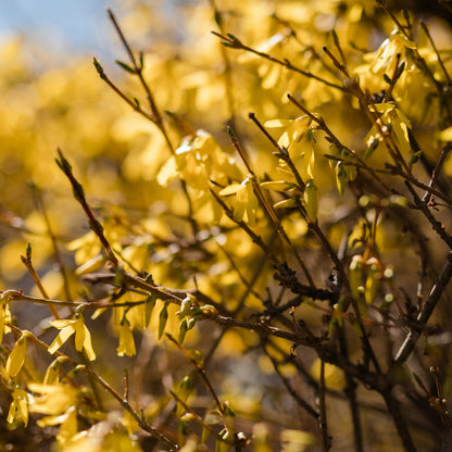 Forsythia x 'Meadowlark'  - Meadowlark Forsythia