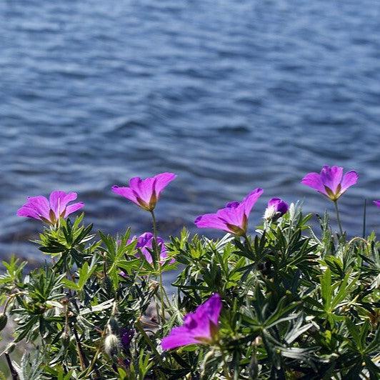 Geranium sanguineum 'New Hampshire Purple'  - New Hampshire Purple Geranium