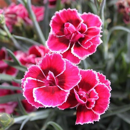 Dianthus x 'KLEDG11143  - EverLast™ Burgundy Blush Dianthus