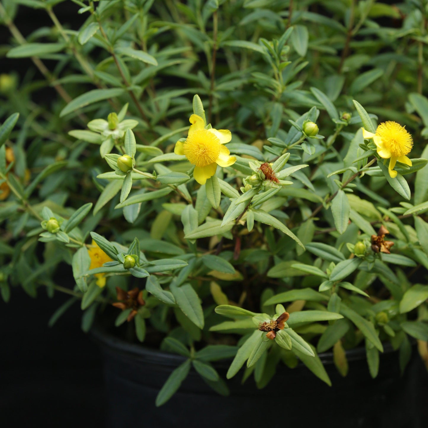 Hypericum frondosum 'Sunburst'  - Sunburst St. John's Wort