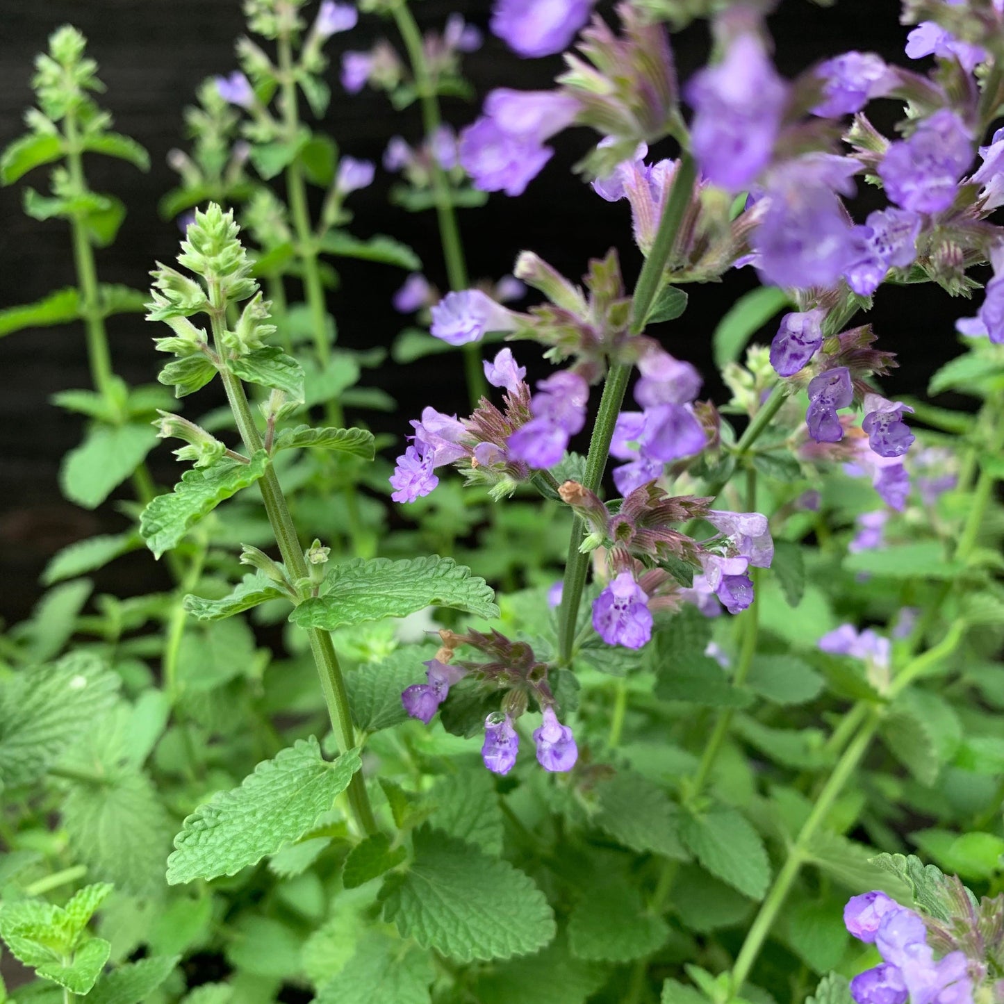 Nepeta x faassenii ‘Cat’s Pajamas’  - Cat's Pajamas Catmint