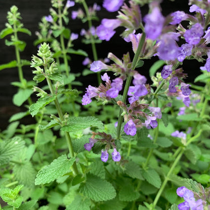 Nepeta x faassenii ‘Cat’s Pajamas’  - Cat's Pajamas Catmint