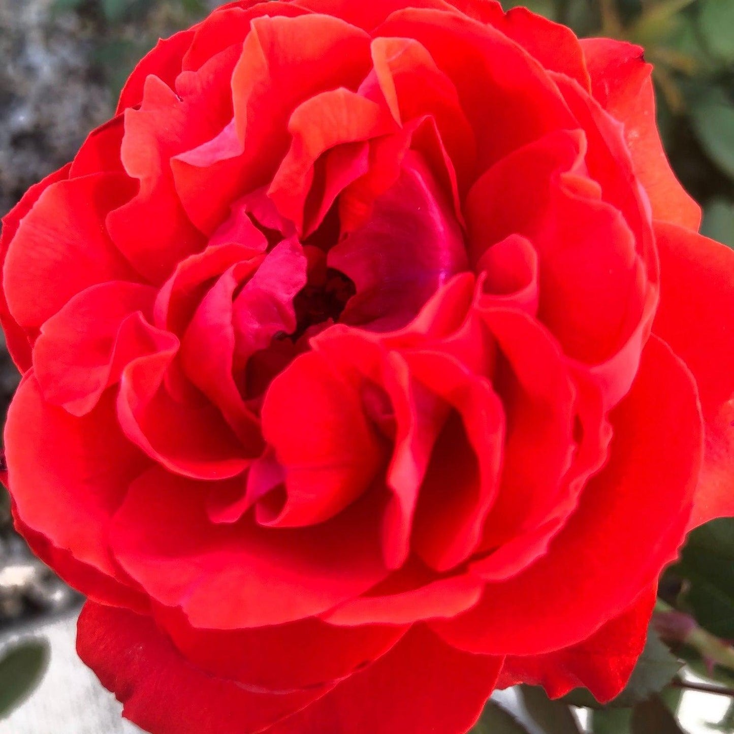 Rosa 'LIM10'  - True Bloom™ True Passion™ Rose