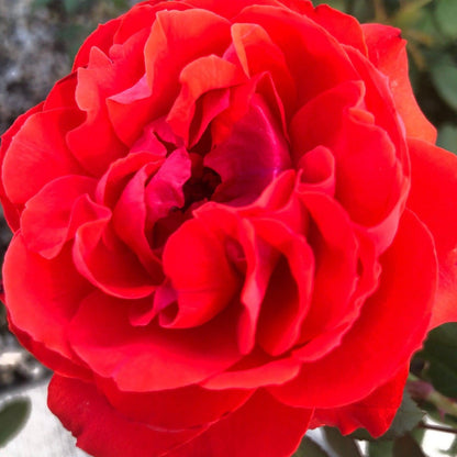 Rosa 'LIM10'  - True Bloom™ True Passion™ Rose