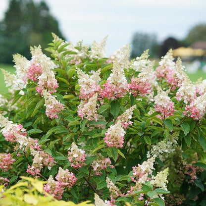 Hydrangea paniculata 'DVP PINKY'  - Pinky Winky® Hydrangea