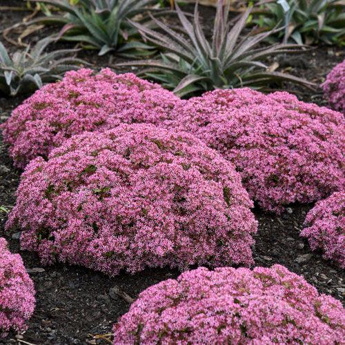 Sedum 'Pride And Joy'  - Rock 'N Grow® Pride And Joy Stonecrop