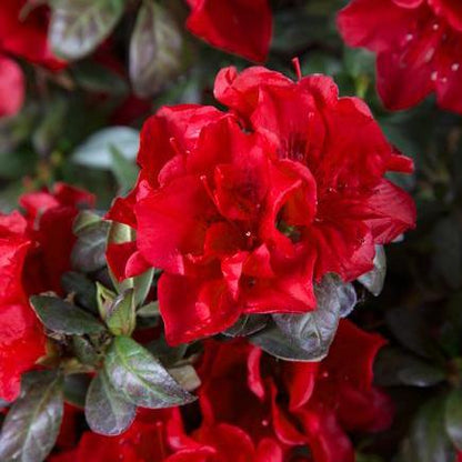 Rhododendron ‘Roblez’  - Encore® Autumn Fire™ Azalea
