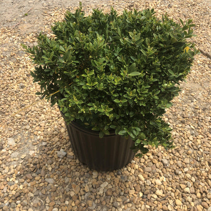 Ilex crenata 'Hoogendorn'  - Hoogendorn Holly