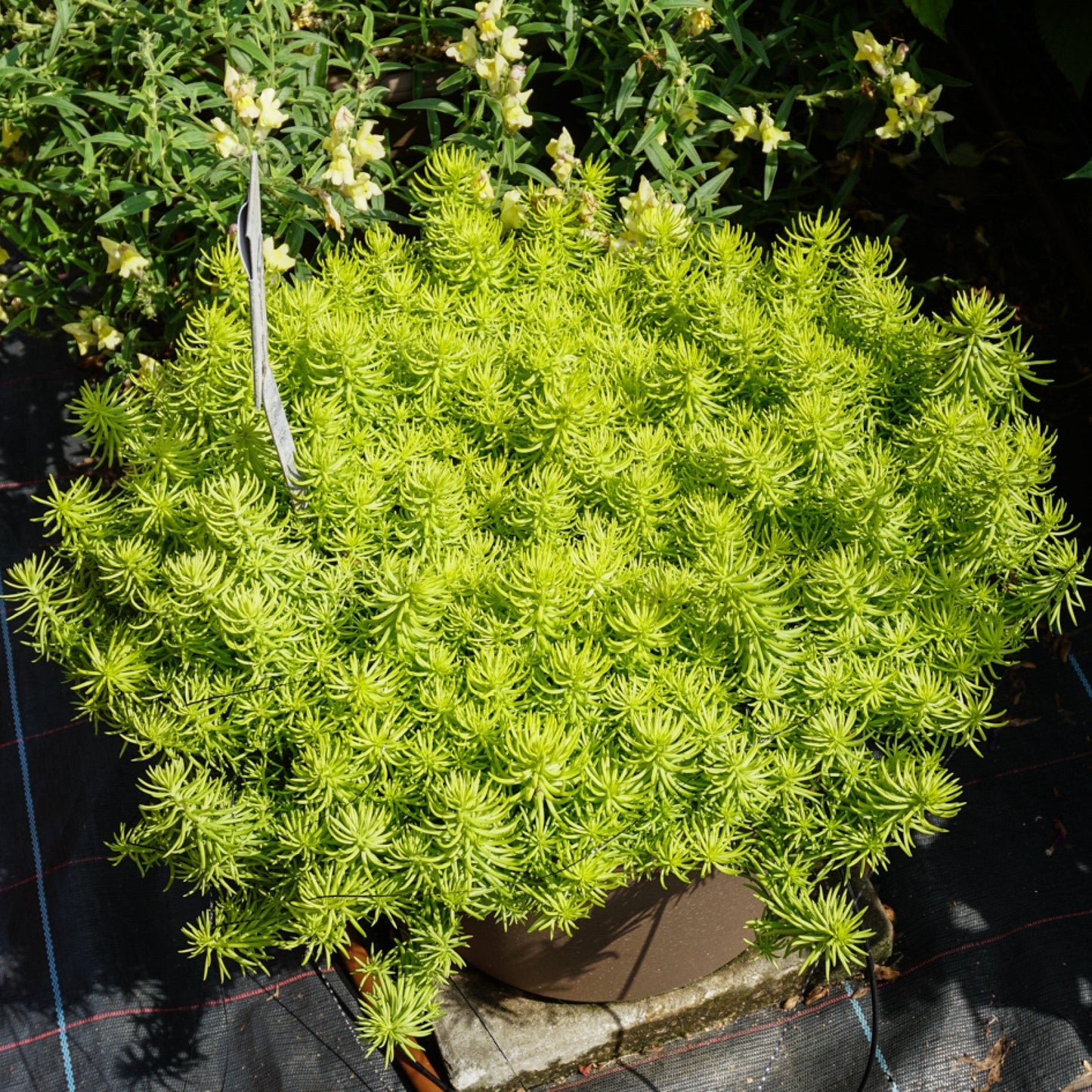 Sedum rupestre 'Prima Angelina'  - Prima Angelina Stonecrop