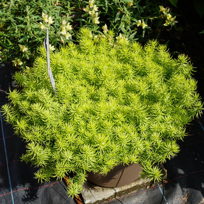 Sedum rupestre 'Prima Angelina'  - Prima Angelina Stonecrop