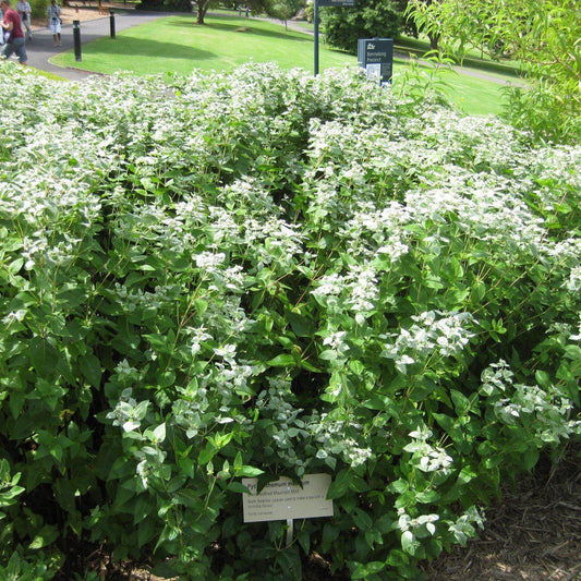 Pycnanthemum muticum  - Mountain Mint