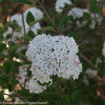 Viburnum carlesii 'SMVCB'  - Spice Baby™ Koreanspice Viburnum
