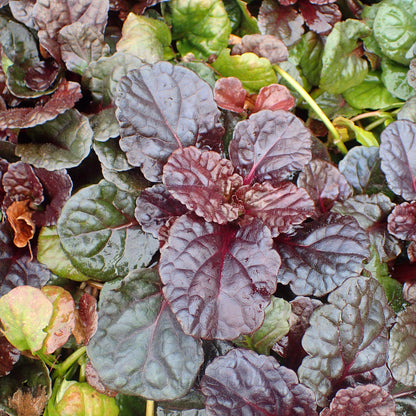 Ajuga reptans 'Binblasca'  - Black Scallop Bugleweed