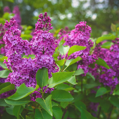 Syringa vulgaris 'Yankee Doodle'  - Yankee Doodle Lilac