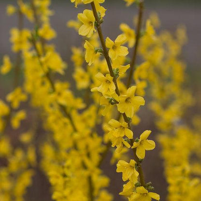Forsythia x intermedia 'Mindor'  - Show Off® Forsythia