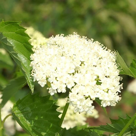 Viburnum dentatum 'Christom'  - Blue Muffin® Arrowwood Viburnum